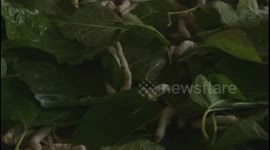 The specific process of making a nest for silkworms.