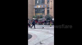 Teddy bear dog's human-like stroll takes city by surprise in China