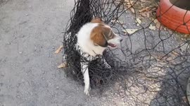 Scared pet dog entangled in football net rescued by Buddhist monk
