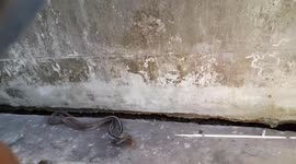 Snakes coil around each other as they battle for mates