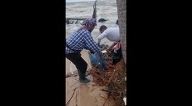 Fishermen rescue sea turtle washed ashore in ghost net