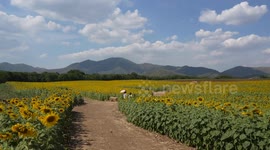 Tourists take selfies as stunning sunflower fields bloom in Thailand