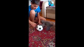 My kitten's playing football. Funny pet's having fun.  Love cats.
