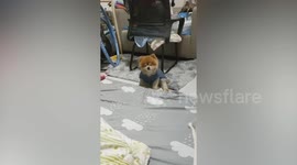 Sleepy Shiba Inu puppy almost dozes off sitting on mattress