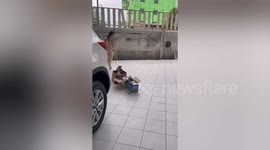 Three cats sit inside boxes tied with rope like train