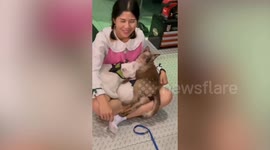 Three pampered pet cats sit on woman's lap for naptime