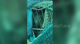 Update: Leopard rescued after it enters house in northern India