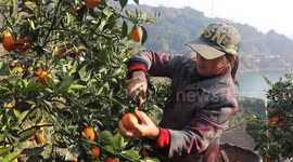 A Farmer Picks Navel Oranges in Yichang, China