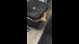 Cat hilariously traps sibling in suitcase