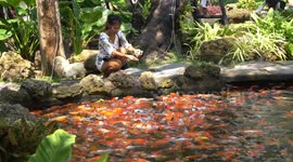 An amazing cafe with beautiful landscaped gardens and ponds with thousands of beautiful fish.