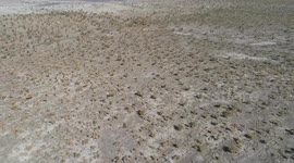 Populus Euphratica Forest in Hami, China