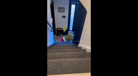 Problem Solving Puppy Gets Pickle Plush Upstairs