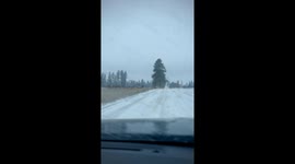 A Migrating Herd Of Elk