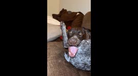 Big bite! Dog hilariously gnaws on its back leg
