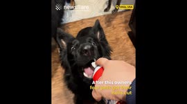 Pets get Whipped Cream