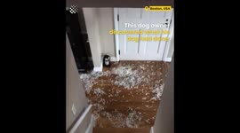 Naughty Dog Rips Pillows