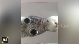 Top 98 Hilarious Cats!