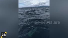 Top 30 Whale Encounters