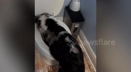 Best Viral Animal Videos of the Year
