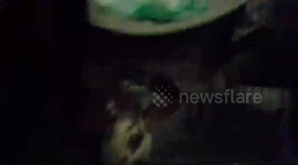 Rabbit gets his head stuck in a tissue box