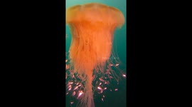 Mesmerising lion’s mane jellyfish is a captivating sight to see