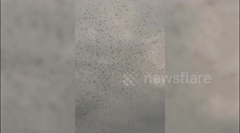 Swarming swallows leave city covered in bird droppings sparking earthquake fears
