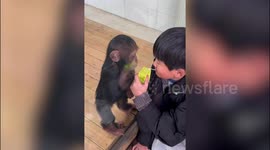 Schoolboy makes fun of sad baby chimp by offering it a drink despite glass cage