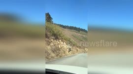 Family of three have rare encounter with wild panda on mountain road