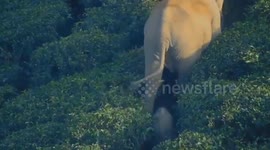 Baby elephant cuddles up to mum after being rescued by park rangers in India