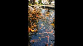 An amazing cafe and park just outside Pattaya Thailand you can eat and relax and watch thousands of beautiful carp fish.
