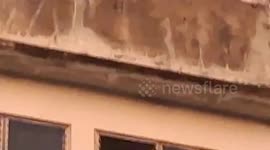 Stray cat trapped for days in unused building rescued on Christmas Day