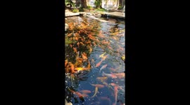 An amazing cafe with beautiful landscape gardens and ponds with thousands of beautiful fish.