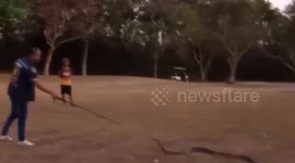 Scare way! Huge 16ft long cobra caught on golf course in Thailand