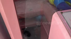 Pet cat just loves climbing inside arcade claw machines