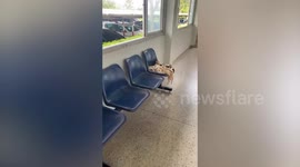 Stray cat family cuddles on building's waiting room seat