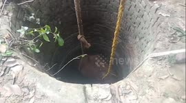 Bull rescued after it fell into 70-feet deep well in Uttar Pradesh, India