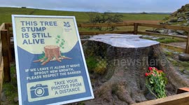 Artist recreated felled Sycamore Gap as a 'tree of light' as symbol of hope for the New Year