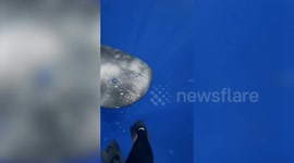Baby whale playfully bumps into diver's back - and is scolded by an elder