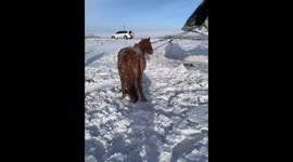 Kind-hearted man rescues pregnant horse trapped in heavy snow in China