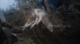 Bull rescued after it falls into well in northern India