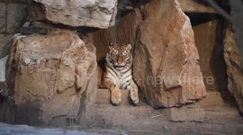 Siberian Tiger at Animal and Botanical Garden in Changchun, China
