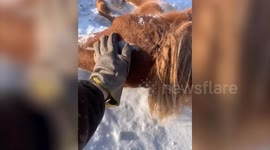 Heroes rescue pregnant horse stuck in hole in the snow