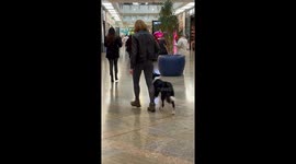 Training A Dog With Distractions