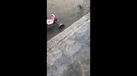Monitor Lizard Startles Motorists During Flood