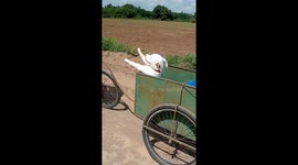 He Rides In Style