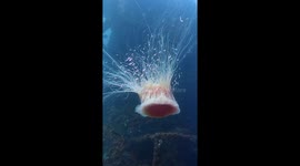 A Mesmerizing Lion's Mane Jellyfish