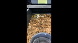 Snake Makes Friends With Food