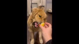 Hilarious clip shows golden retriever having love-hate relationship with lemon
