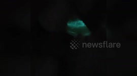 Bizarre moment cooked shrimp glows blue in the dark in China