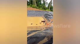 Father slides down muddy reservoir to rescue three dogs